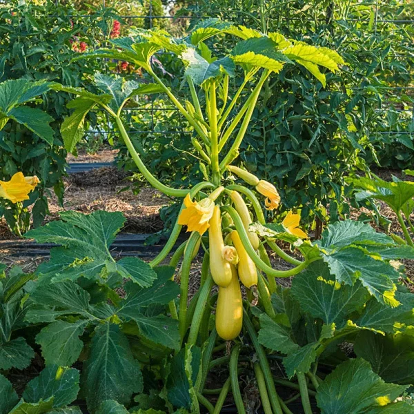 Smooth Criminal Hybrid Summer Squash