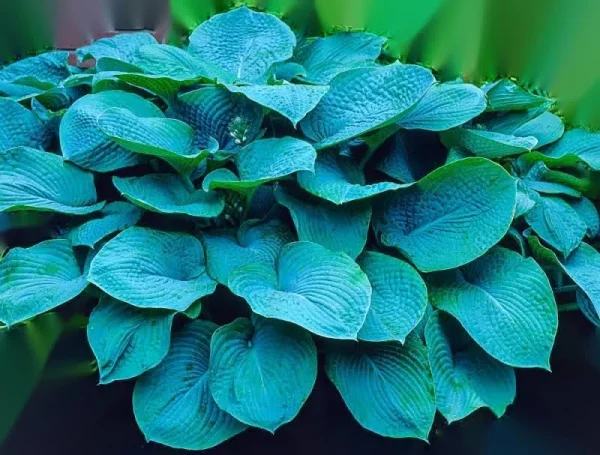 Gardens Alive! 1-Pack in Bareroot Colossal Blue Hosta | 71672