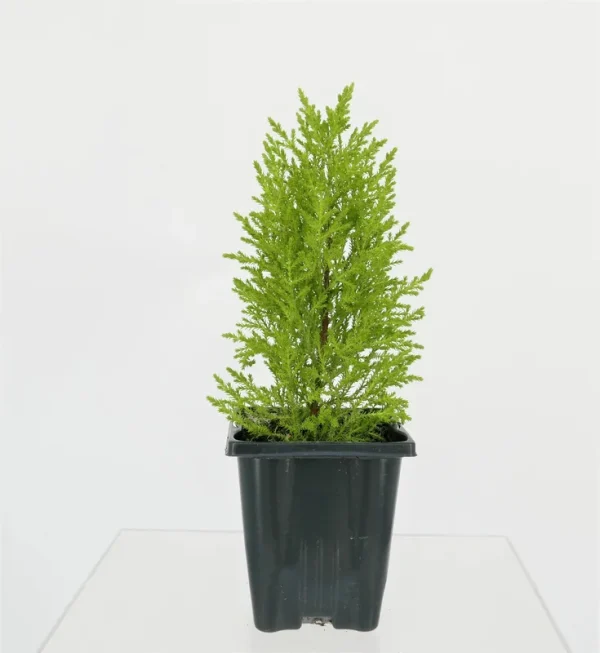 Lowe's Lemon Cypress in 1-Quart Pot | 1053