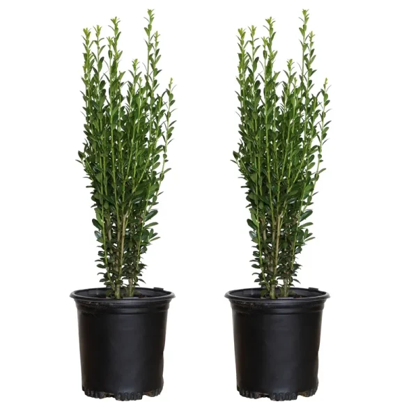 Lowe's Sky Pencil ILEX Holly Screening Shrub in 2.5-Quart Pot 2-Pack | 3120Q-2