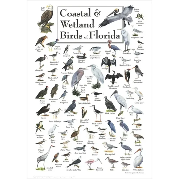 Earth Sky & Water Poster - Coastal & Wetland Birds of Florida