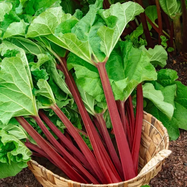 Kangarhu Rhubarb - Potted Plant | Zone 4-8