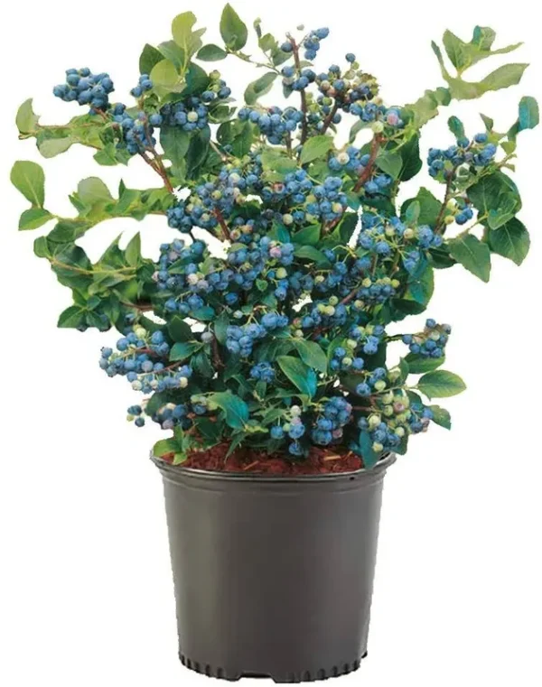 1 gal. Blueberry Sharpblue Shrub