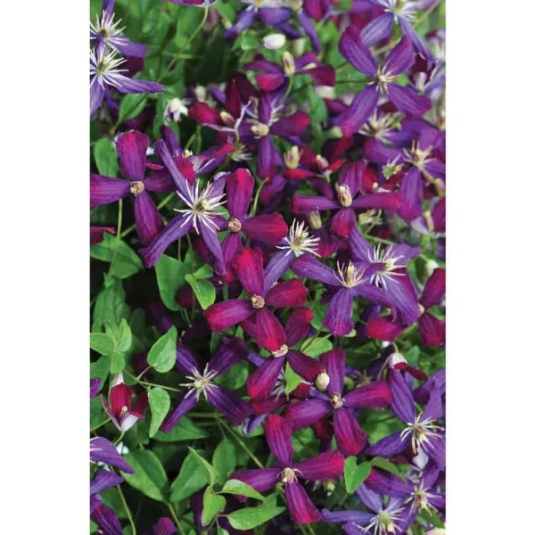 Proven Winners Sweet Summer Love (Clematis) Live Shrub, Red-Purple Flowers, 4.5 in. Quart