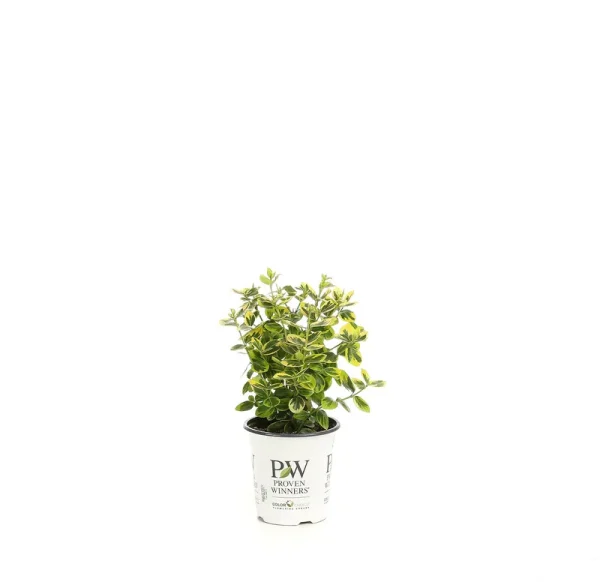 Proven Winners Gold Splash Wintercreeper Euonymus Live Evergreen - EUOPRC1017800