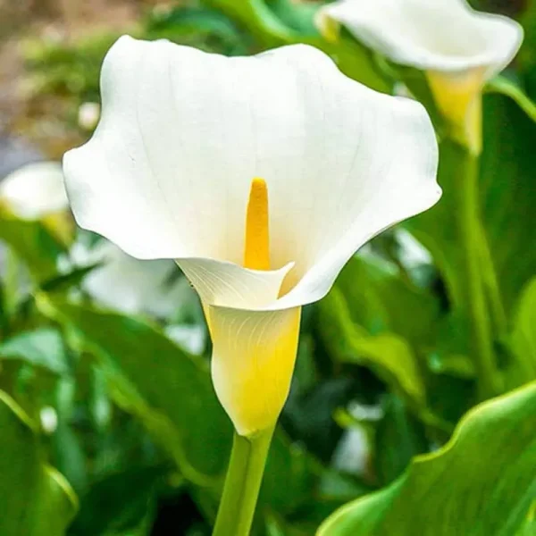 Gardens Alive! 1-Pack White Giant Calla Lily Bulbs | 62457