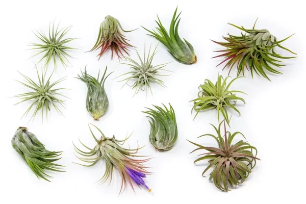12 Pack Assorted Ionantha Air Plants - Wholesale - Bulk - Live Tillandsia - Easy Care House Plants - Succulents - 30 Day Guarantee, Other
