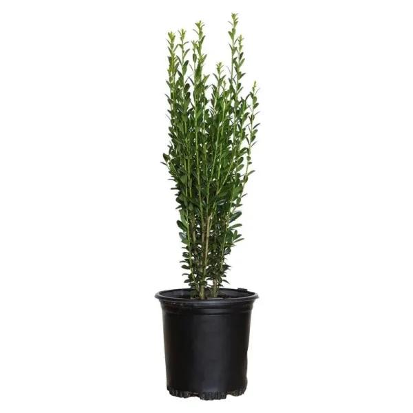 2.5 Qt. Sky Pencil Japanese Holly(Ilex), Live Plant, Upright Growth H