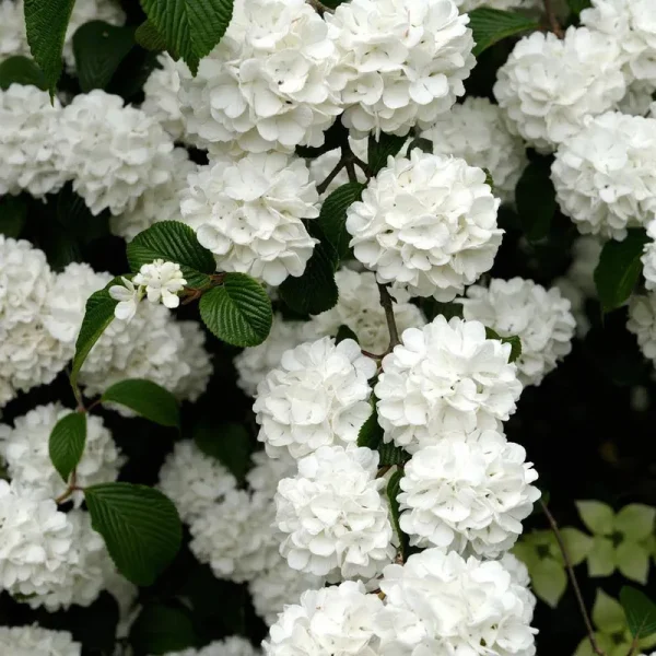 Snowball Bush Viburnum Dormant Bare Root Flowering Starter Shrub (1-Pack)