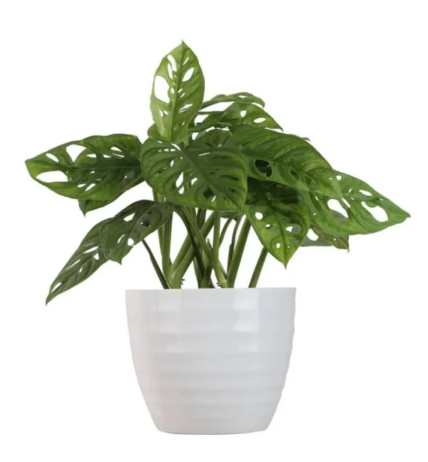 Monstera Little Swiss Plant House Plant in 6-in Planter