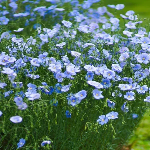 Outsidepride Flax Seeds - Blue - 5000 Seeds