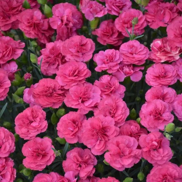 Breck's Pink Double Bubble Pink Dianthus in 1-Pack Bareroot | 88889