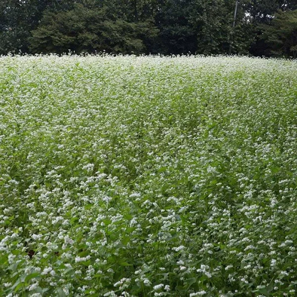 Outsidepride Buckwheat Cover Crop Seed - 1 oz