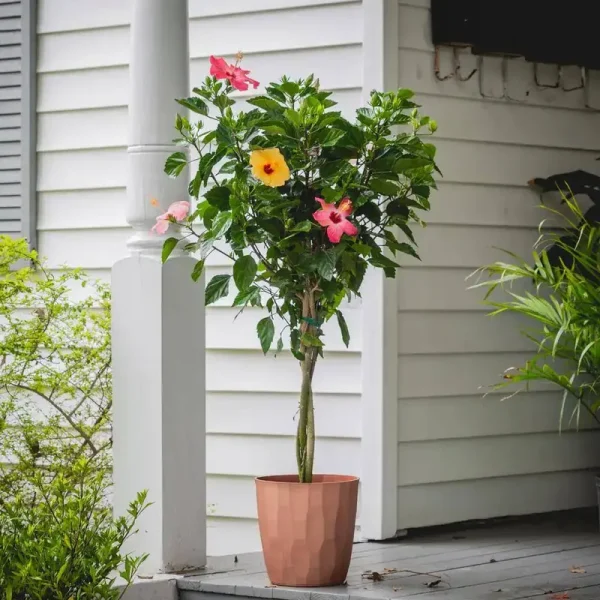 2 gal. Triple Twist Braided Hibiscus Shrub