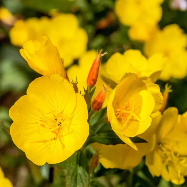 Outsidepride Primrose Seeds - Evening - 5000 Seeds
