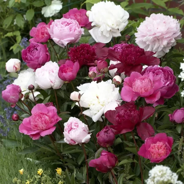 Van Zyverden Peony Double Mixed Dormant Bare Plant Root Partial Sun; 3-6hrs, Multi-Color, 746610