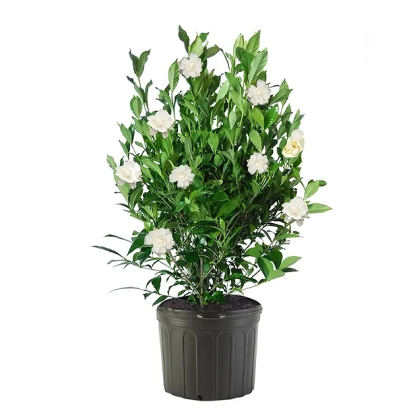 August Beauty Gardenia Live Shrub , 2.5 qt