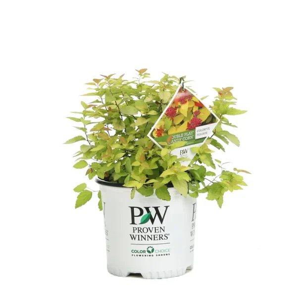 1 gal. Double Play Candy Corn Spirea (Spiraea), Live Shrub, Purple Flo