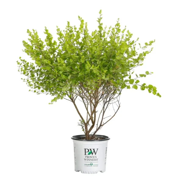 Proven Winners Golden Ticket Privet (Ligustrum) Live Shrub, White Flowers and Yellow Foliage, 1 Gallon