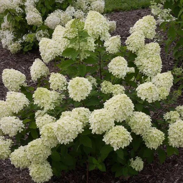 Proven Winners Little Lime Hardy Hydrangea Paniculata Live Shrub, Size: 1 gal, Green