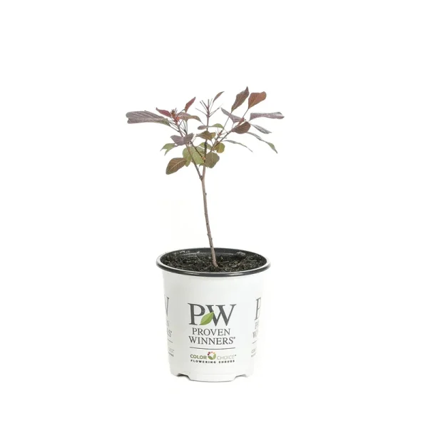 Proven Winners Winecraft Black Smokebush Cotinus Live Shrub - COTPRC1027800