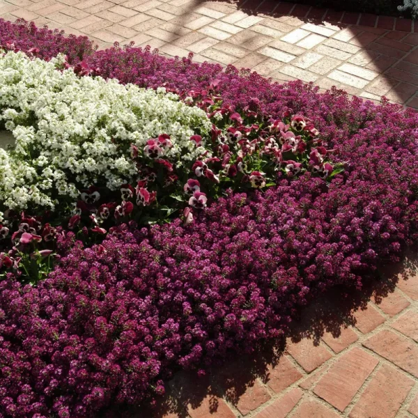 Outsidepride Alyssum Seeds - Purple - 1000 Seeds