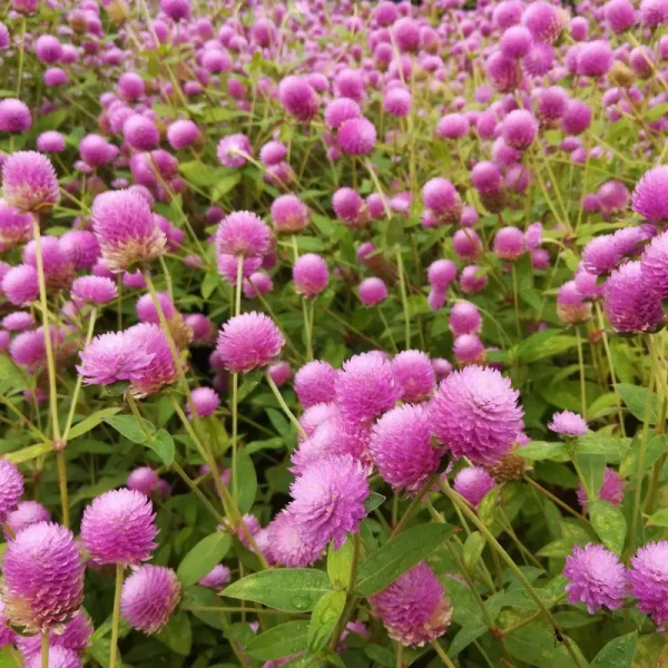 Outsidepride Gomphrena Rose - 1000 Seeds