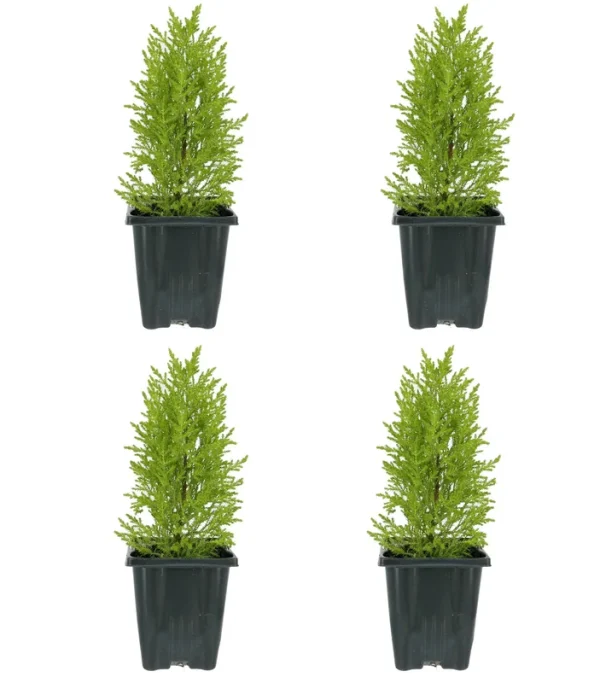 Lowe's Lemon Cypress in 1-Quart Pot 4-Pack | 1054