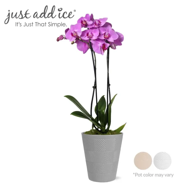 Just Add Ice Live Plant 16-30" Tall Premium Pink Purple Orchid in 5" Decorative Clay Pot