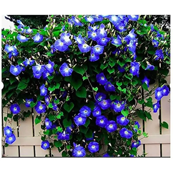 250 Heavenly Blue Morning Blooming Vine Seeds - Wonderful Climbing Heirloom Vine