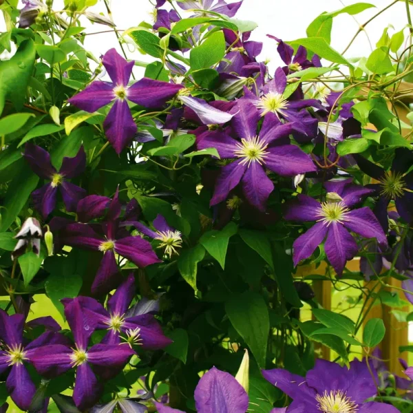 Van Zyverden Clematis Jackmanii Dormant Plant Root Partial Sun; 3-6hrs, Purple