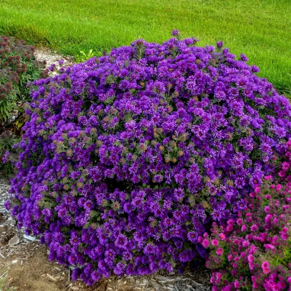 Spring Hill Nurseries Purple Grape Crush Aster Perennial Plant in Bareroot | 83075