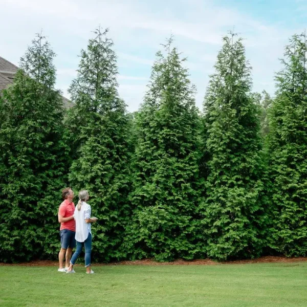 Brighter Blooms - Thuja Green Giant, 1-2 ft. - No Shipping to AZ and or