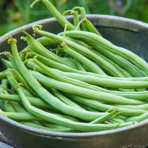 Gurney's 0.5 lb. Bush Bean Blue Lake 274 (Seed Packet)