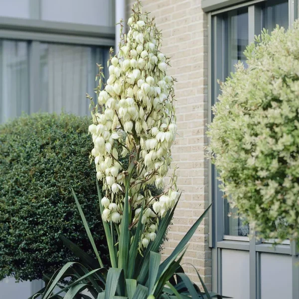 Van Zyverden Yucca Root