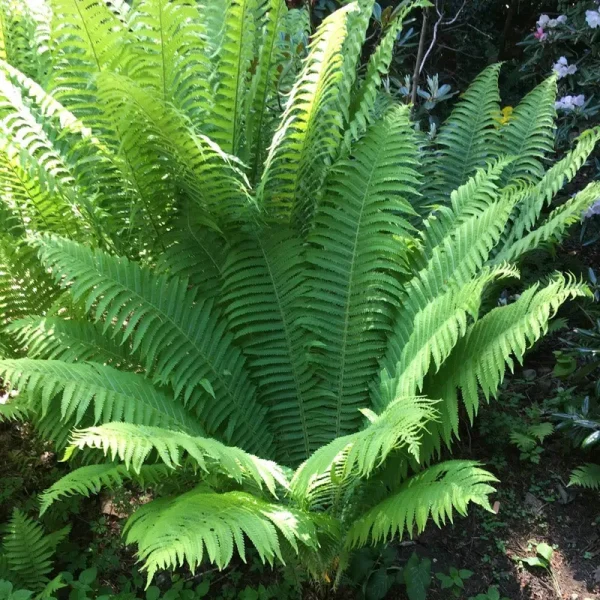 Tennessee Ostrich Fern Dormant Bare Root Perennial Plant (1-Pack)