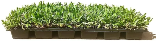St. Augustine 'Seville' Sod - 36 Live Plugs - Drought, Salt & Shade Tolerant Turf Grass