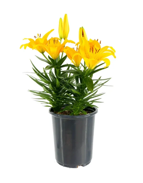 Lowe's Yellow Asiatic Lily in 2.5-Quart Pot | 1426