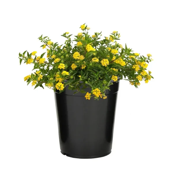 Expert Gardener 2.5qt Gold Lantana Live Plant, Size: One Size