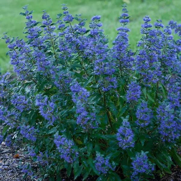 Proven Winners Beyond Midnight Bluebeard Caryopteris Live Shrub - CARPRC1057800