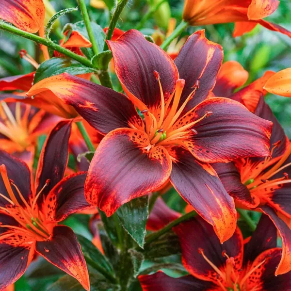 Forever Susan Asiatic Lily Bulbs, Orange Colored Flowers (3-Pack) Breck's
