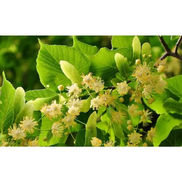 Littleleaf Linden Tree Bare Root