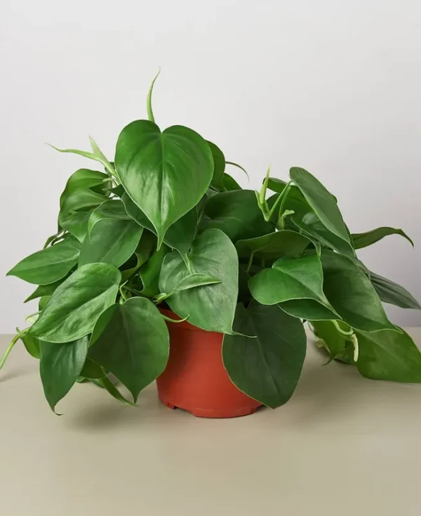 House Plant Shop Philodendron Cordatum Heartleaf Live Plant, 6" Pot