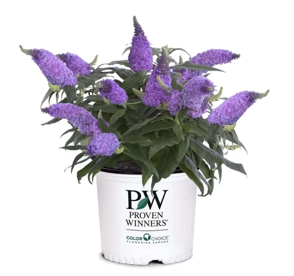 Proven Winner Pugster Amethyst 2 gal. Buddleia, Purple Blooms