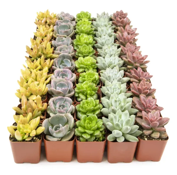Live Succulents Plants Live Bulk Plant Tray (50 Pack), Bulk Succulents Live Indoor Plants Live Houseplants, Live Plants in Cactus and Succulent Soil
