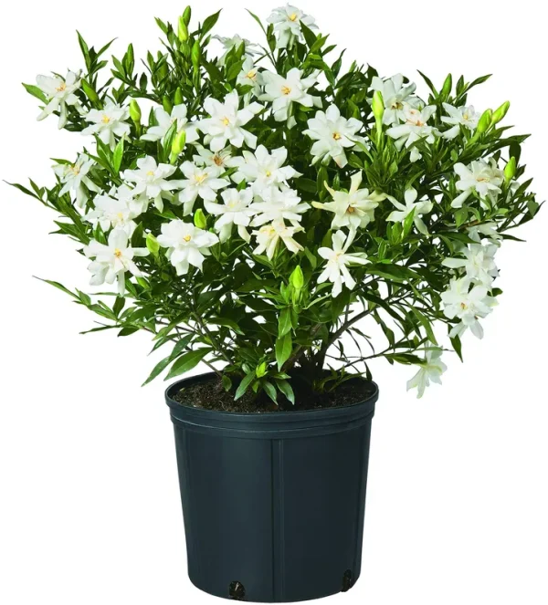 Gardenia Frostproof Live Shrub , 2.5 qt