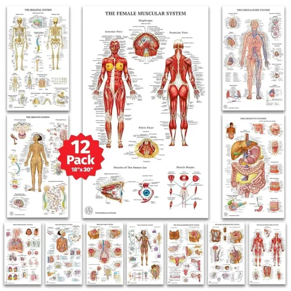 12 Human Anatomy Posters, Medical Posters, Circulatory, Skeletal, male Female Muscular, Science Health Posters for Classroom, Office - Laminated