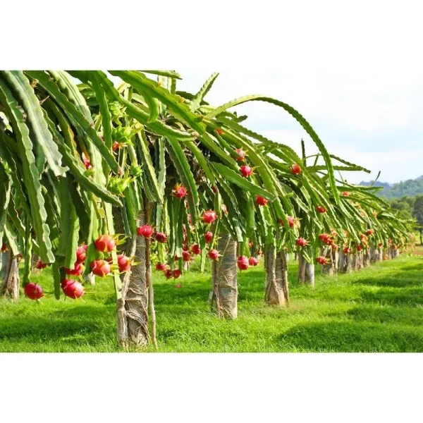 250 Rare Red Dragon Fruit (Pitaya) Seeds - 95% Germination Rate - Thanh Long Ru?t ?? - Hylocereus Costaricensis Non-GMO | Organic | Heirloom