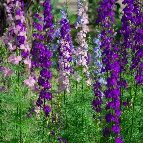 Outsidepride Larkspur Rocket Seed - 1/4 lb