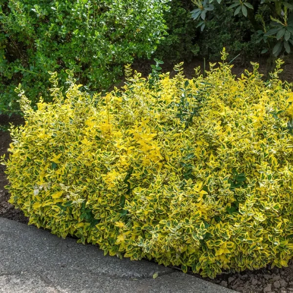 Emerald and Gold Euonymus Broadleaf Evergreen Groundcover Shrub, Grown in A 2.50 Quart Pot (1-Pack)